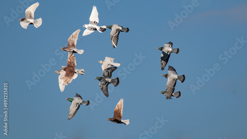 Tauben (columbae) im Flug photo