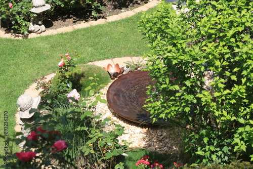 Hibiscus Baum an der Wasserschale