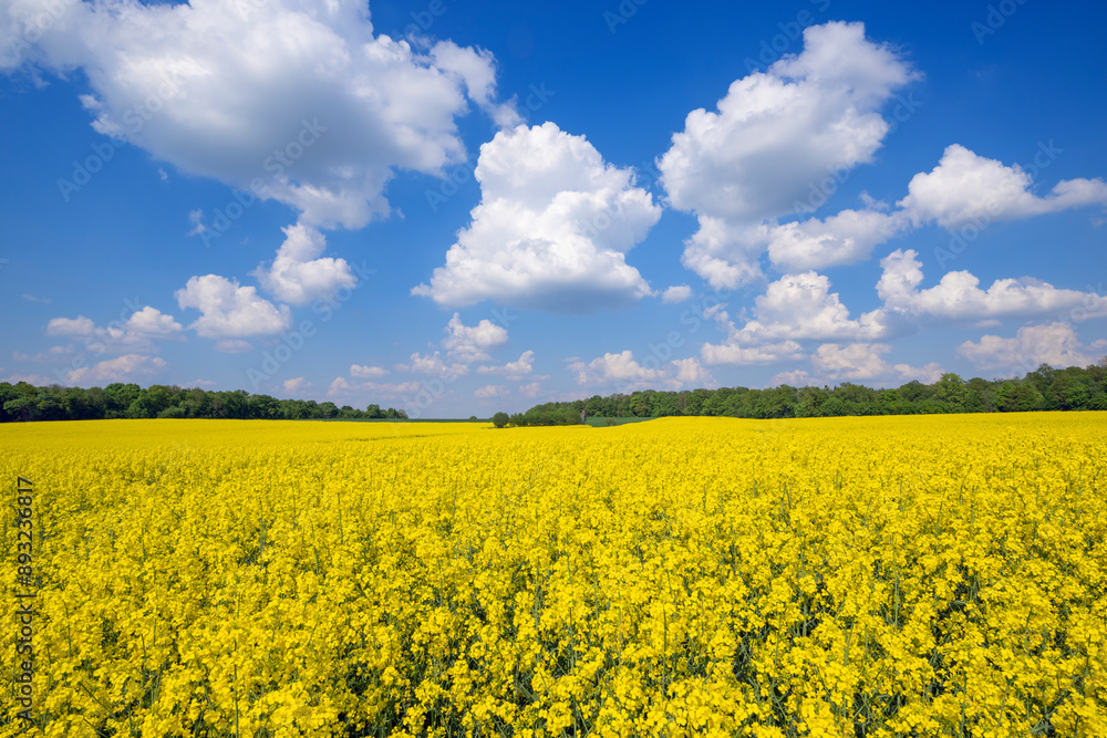 Germany, Baden-Wurttemberg, Clouds over vast oilseed rape field in spring Germany, Baden-Wurttemberg, Clouds over vast oilseed rape field in spring