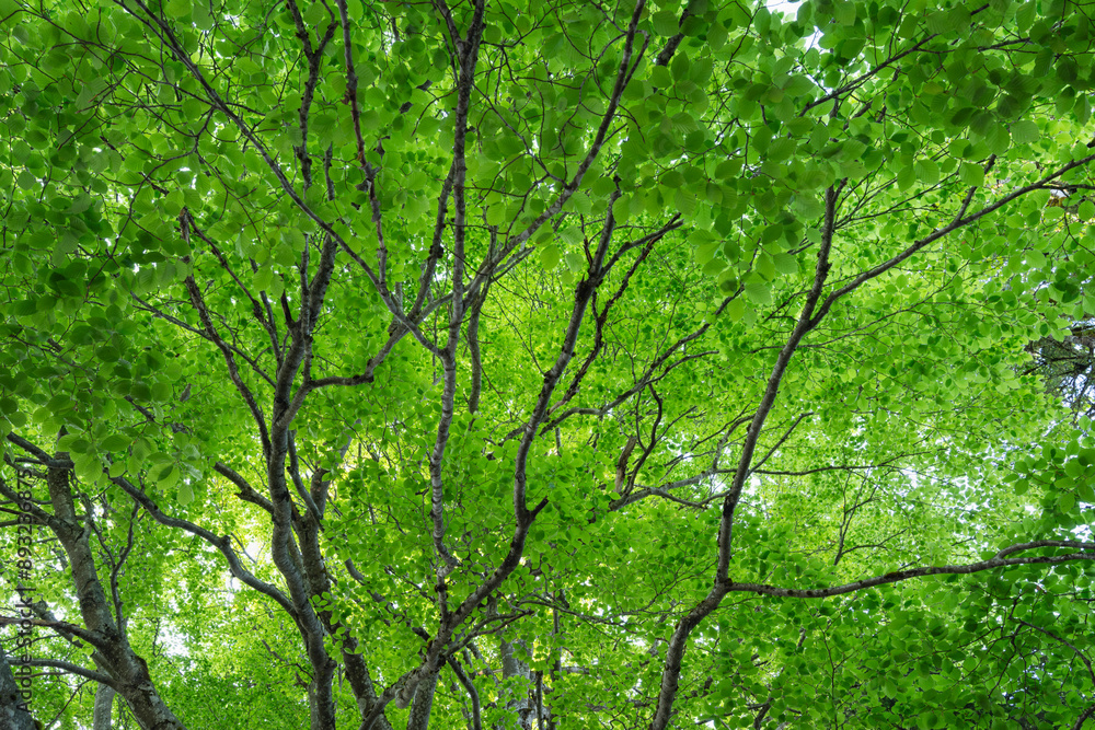 Germany, Bavaria, Vibrant green canopy of beech tree (Fagus sylvatica) Germany, Bavaria, Vibrant green canopy of beech tree (Fagus sylvatica)