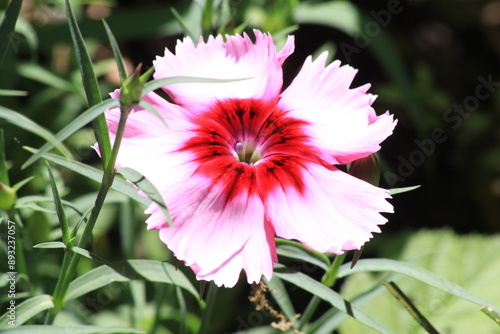 Gelbe Blumen im Garten