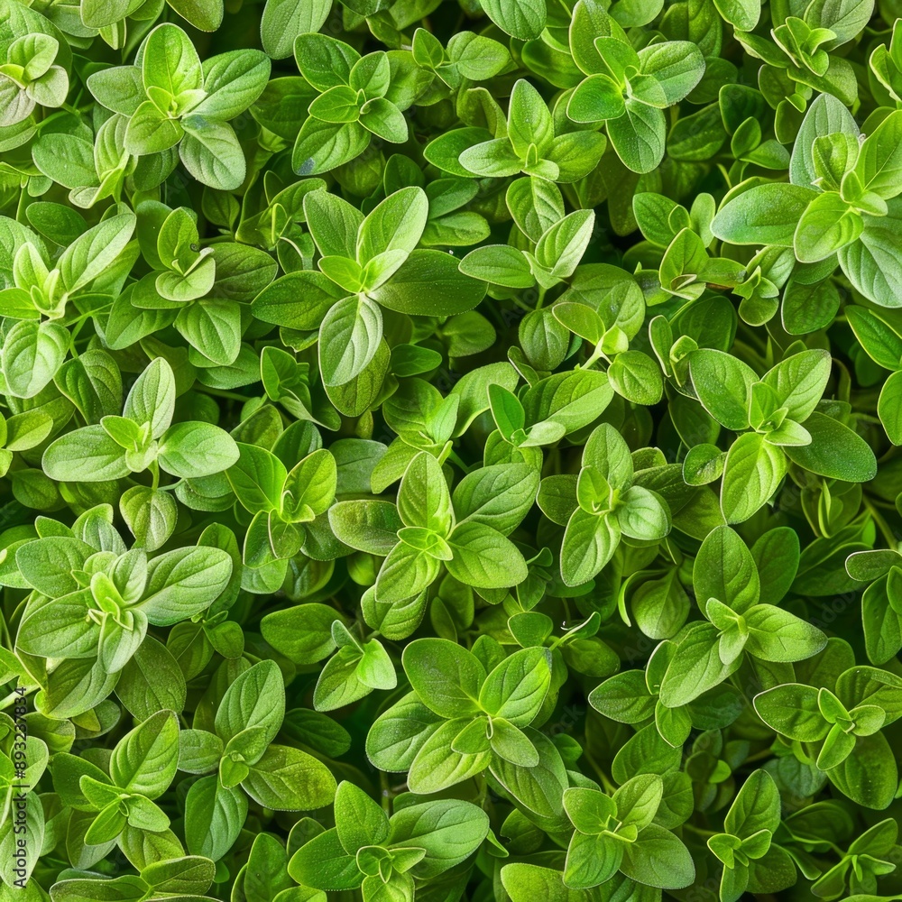 Marjoram texture background, fresh green oregano pattern, Origanum majorana banner, marjoram Marjoram texture background, fresh green oregano pattern, Origanum majorana banner, marjoram