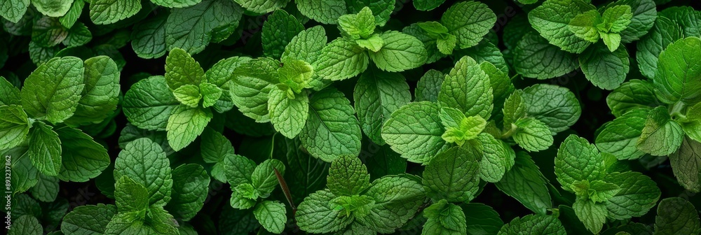 Many mint leaves texture background, fragrant spices pattern, Mentha piperita mockup, peppermint banner Many mint leaves texture background, fragrant spices pattern, Mentha piperita mockup, peppermint banner