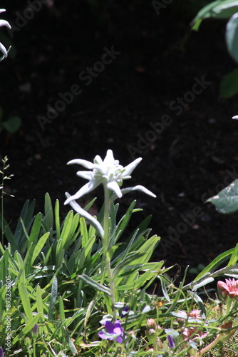 Blume Edelweiss