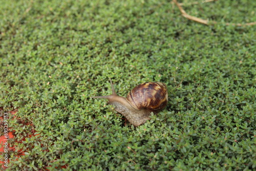 Giant African land snail (Lissachatina fulica) crawls in the grass.  photo