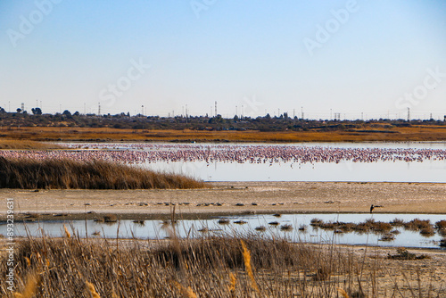 reeds on the bank of lake