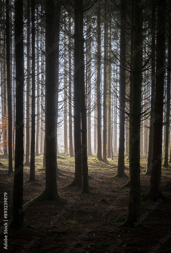 Fototapeta premium The Real Easy Company Foxholes Bois Jaques, Bastogne, Belgium