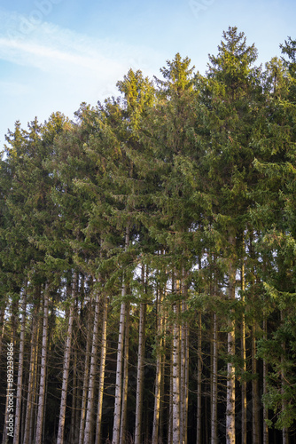 The Real Easy Company Foxholes Bois Jaques, Bastogne, Belgium photo