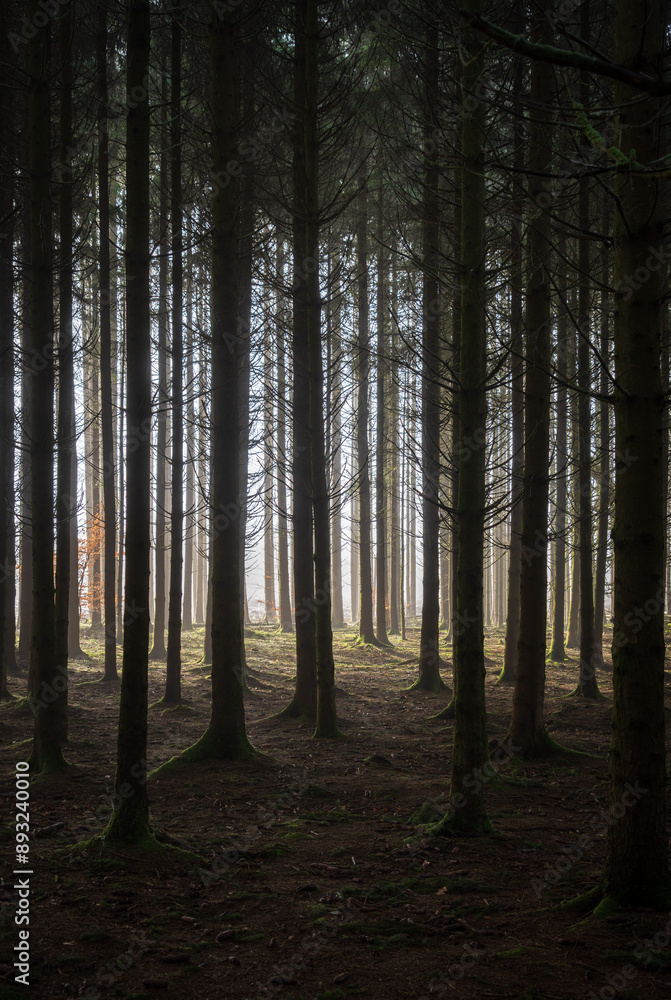 Fototapeta premium The Real Easy Company Foxholes Bois Jaques, Bastogne, Belgium