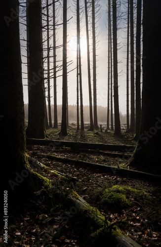 The Real Easy Company Foxholes Bois Jaques, Bastogne, Belgium photo