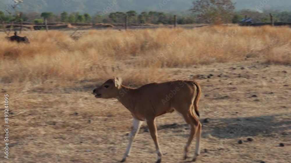A small brown Sapi is walking on the dry underground to a second Sapi, Bali, Indonesia A small brown Sapi is walking on the dry underground to a second Sapi, Bali, Indonesia