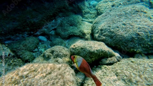 Underwater shot of a mediterranean parrotfish on a sunny day with rocks, following photo