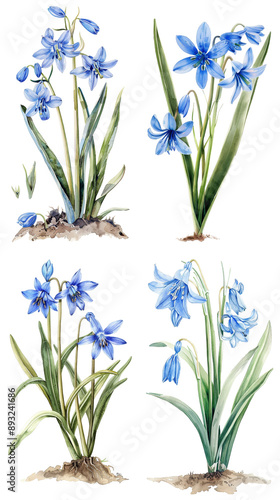 Watercolor Scilla flower on transparent background