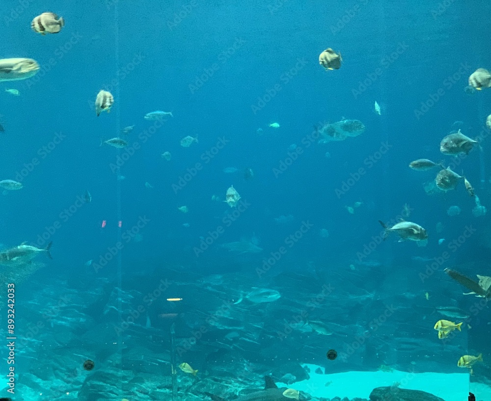 Fototapeta premium coral reef with fishes