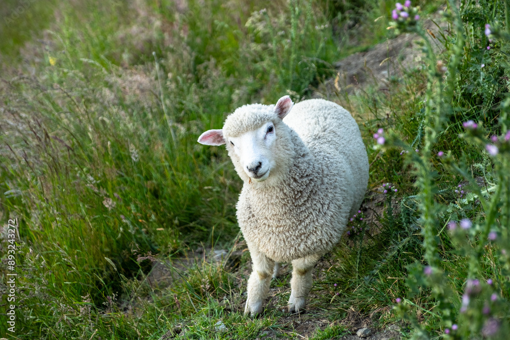 A curious sheep stands on a grassy hillside, surrounded by lush vegetation and purple wildflowers, creating a serene rural scene. A curious sheep stands on a grassy hillside, surrounded by lush vegetation and purple wildflowers, creating a serene rural scene.