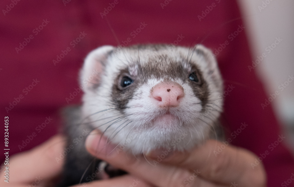 Portrait of cute and tired domestic pet ferret resting in her owner's hands. Woman and a pet concept. Portrait of cute and tired domestic pet ferret resting in her owner's hands. Woman and a pet concept.