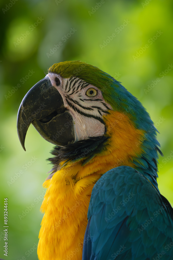 The blue-and-yellow macaw (Ara ararauna), also known as the blue-and-gold macaw, portrait on a green background. The blue-and-yellow macaw (Ara ararauna), also known as the blue-and-gold macaw, portrait on a green background.