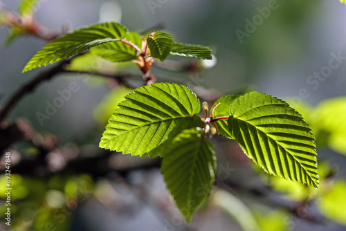 Close up and morning view of zelkova tree with bud and green leaf in the morning near Namyangju-si, South Korea
 photo