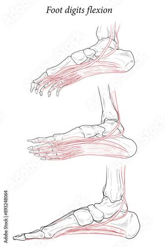 Medical illustration of Foot digits flexion muscles acting on the foot span from above the knee to various points on the foot skeleton. Line drawing for medicine, student learning, and sports science.