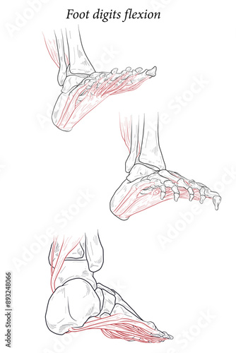 Medical illustration of Foot digits flexion muscles acting on the foot span from above the knee to various points on the foot skeleton. Line drawing for medicine, student learning, and sports science.