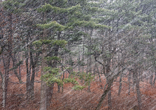 Winter view of big snowflakes and heavy snow on pine tree forest at National Arboretum near Pocheon-si, South Korea
 photo