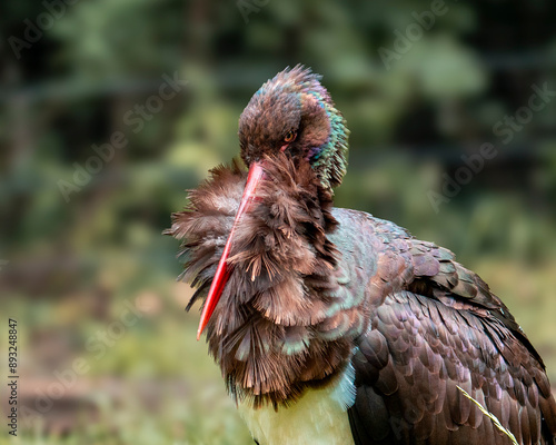 Portrait von einem Schwarzstorch photo