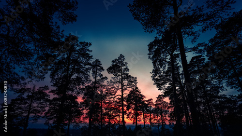 Silhouettes of pine trees against a dramatic sunset. Halloween background