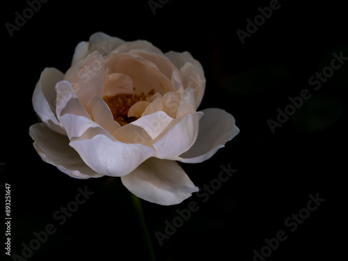 Shape and colors of rose that bloom in the garden photo