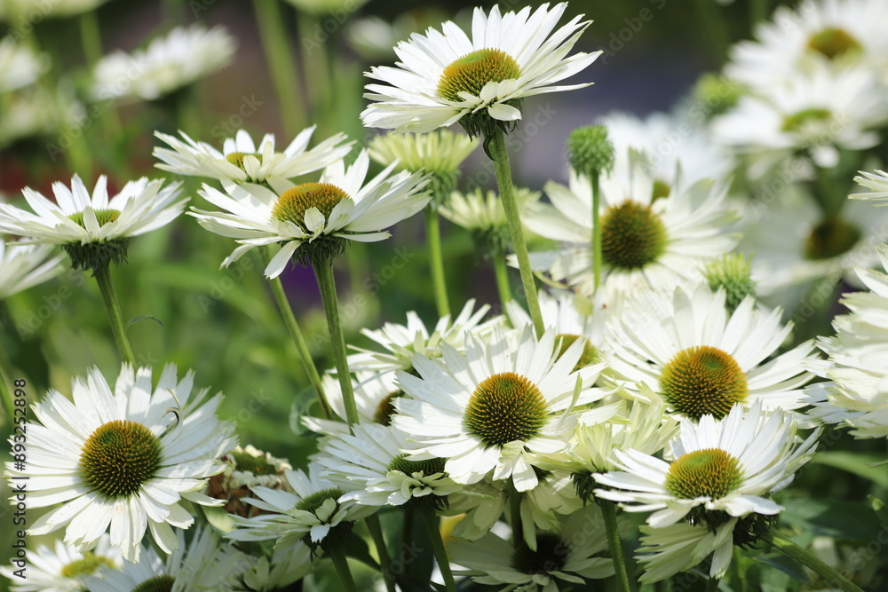 Echinacea, flower plant commonly known as coneflower. Echinacea, flower plant commonly known as coneflower.