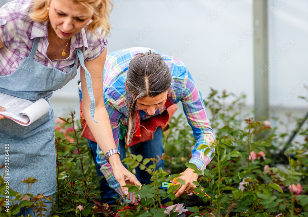 Fototapeta premium Two women working in the flower greenhouse selecting roses for pollination to create a new variety.