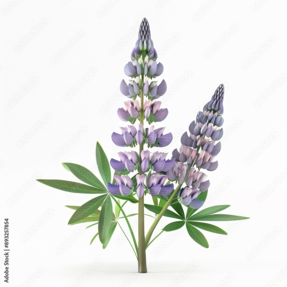 Obraz premium lupine isolated on white background