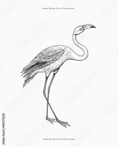 Graceful flamingo. Exotic bird in engraving style. Vector illustration on a light isolated background.