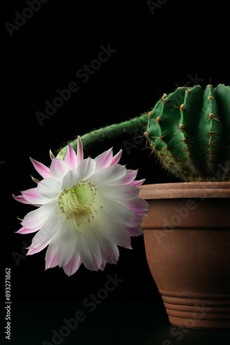 Blooming cactus echinopsis on a black background photo