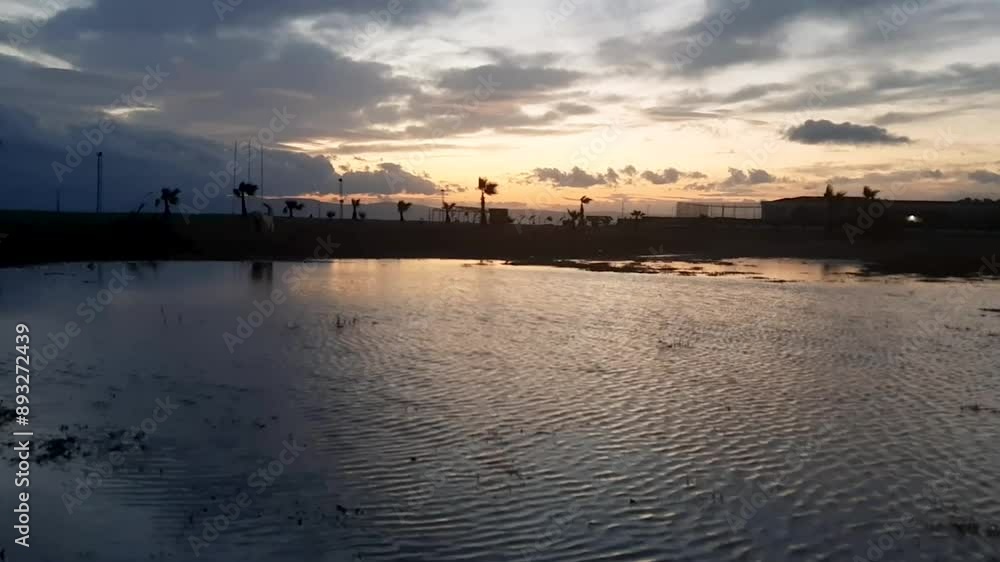 Silhouette a dog, golden retriever walking, looking in the water, beach at sunset. happy dog, pet concept. Funny pet in nature Silhouette a dog, golden retriever walking, looking in the water, beach at sunset. happy dog, pet concept. Funny pet in nature