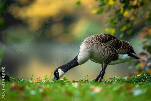 Canada goose feeding on grass in a scenic setting by a lake - Cosmeston Lakes Wales photo