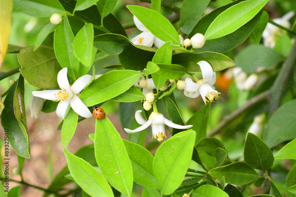 Obraz premium White little flower on orange tree, Blossoming orange tree flowers, closeup of Orange tree branches with white flowers, buds and leaves, Chakwal, Punjab, Pakistan