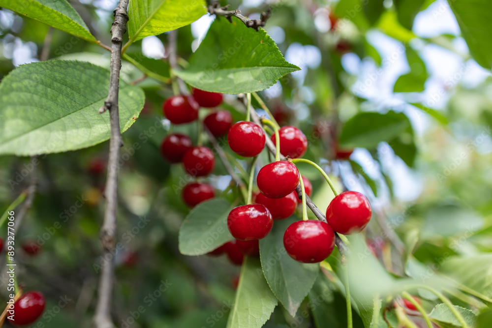 Bunch of fresh ripe and tasty red cherries on tree branch with green leaves for harvest in fruit garden Bunch of fresh ripe and tasty red cherries on tree branch with green leaves for harvest in fruit garden
