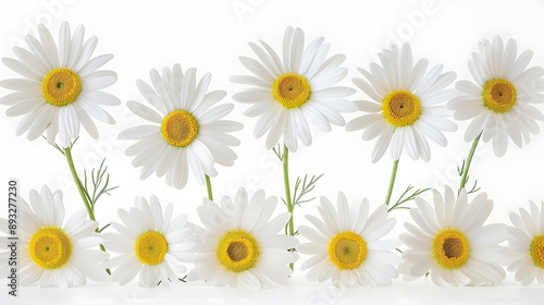 A row of daisies on a white background © Daniel