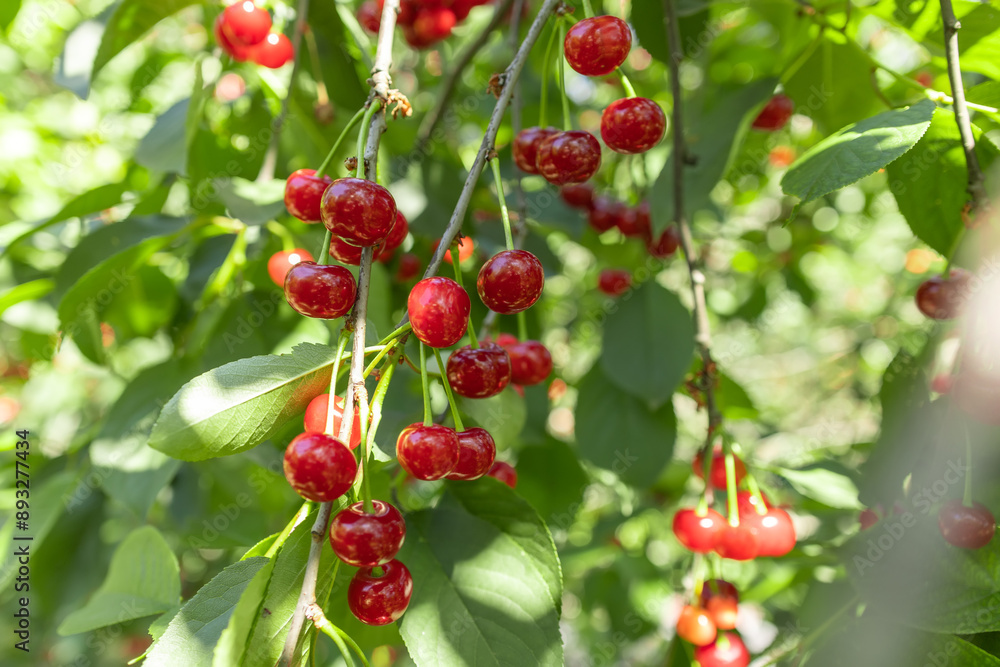 Bunch of fresh ripe and tasty red cherries on tree branch with green leaves for harvest in fruit garden Bunch of fresh ripe and tasty red cherries on tree branch with green leaves for harvest in fruit garden