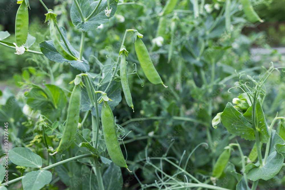 Fresh bright green pea pods on a pea plants in a garden. Growing peas outdoors and blurred background Fresh bright green pea pods on a pea plants in a garden. Growing peas outdoors and blurred background