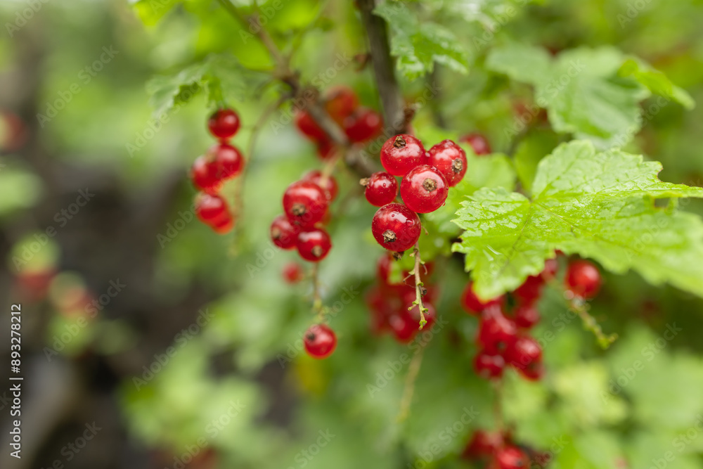 Ripe red currant in a summer garden. Ribes rubrum plant with ripe red berries after rain Ripe red currant in a summer garden. Ribes rubrum plant with ripe red berries after rain