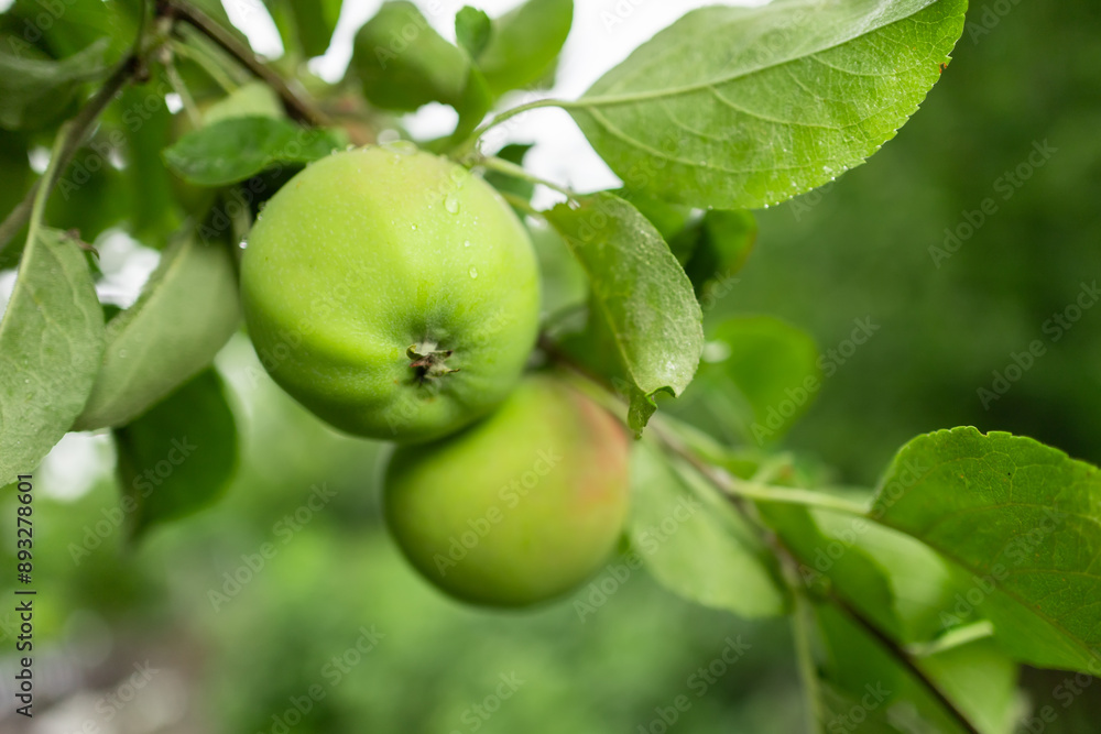 apple, green apple, drop on apple,apple on the tree, apples apple, green apple, drop on apple,apple on the tree, apples