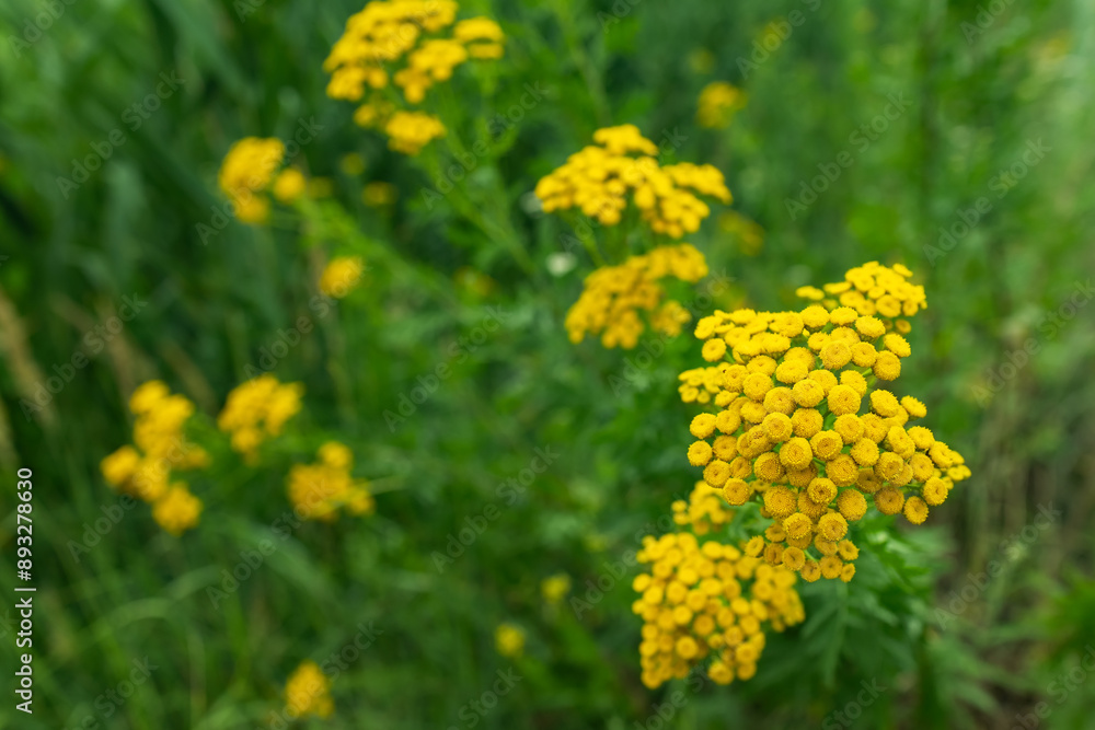 Fototapeta premium Tanacetum vulgare in natural background. Common Tansy yellow flowers