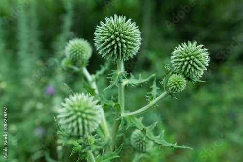 Echinops bannaticus Star Frost Globe Thistle in flower photo