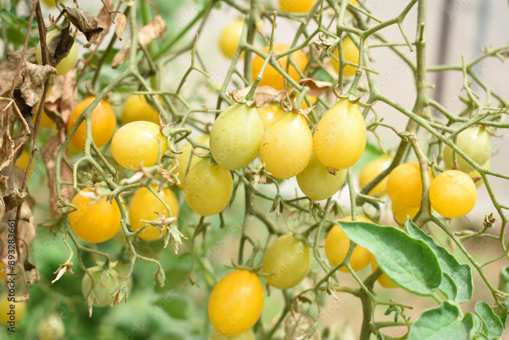 yellow cherry tomatoes on plant, Beautiful yellow ripe tomatoes grown in a greenhouse. Close up yellow cherry tomato growing in field plant agriculture farm, tomatoe, Chakwal, Punjab, Pakistan yellow cherry tomatoes on plant, Beautiful yellow ripe tomatoes grown in a greenhouse. Close up yellow cherry tomato growing in field plant agriculture farm, tomatoe, Chakwal, Punjab, Pakistan