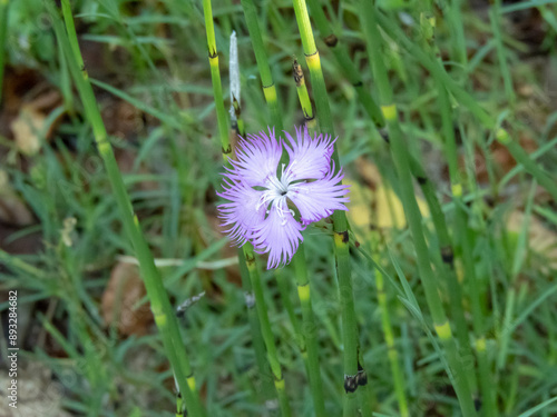 Fringed pink or dianthus hyssopifolius flowering plant photo