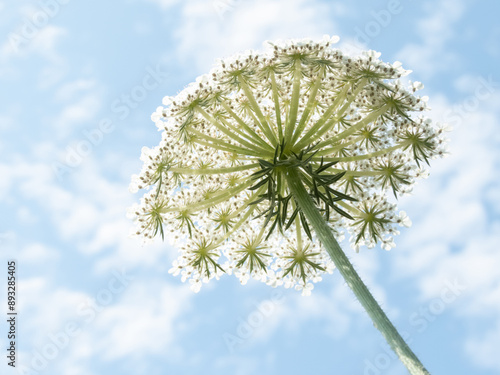 Daucus carota or wild carrot white umbel bottom up view on the blue sky blurred background. photo