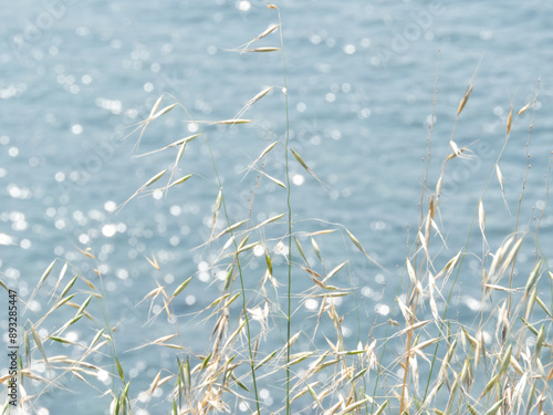 Fototapeta Naklejka Na Ścianę i Meble -  Sparkling summer vibe aesthetic background with dry herbs and blue glittering sea