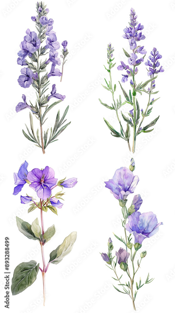 Obraz premium Watercolor Lavatera Flower On Clear Background