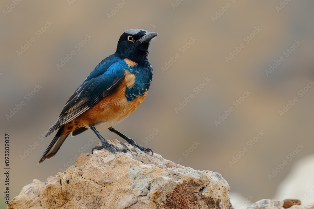 Fototapeta premium Superb Starling (Lamprotornis superbus).